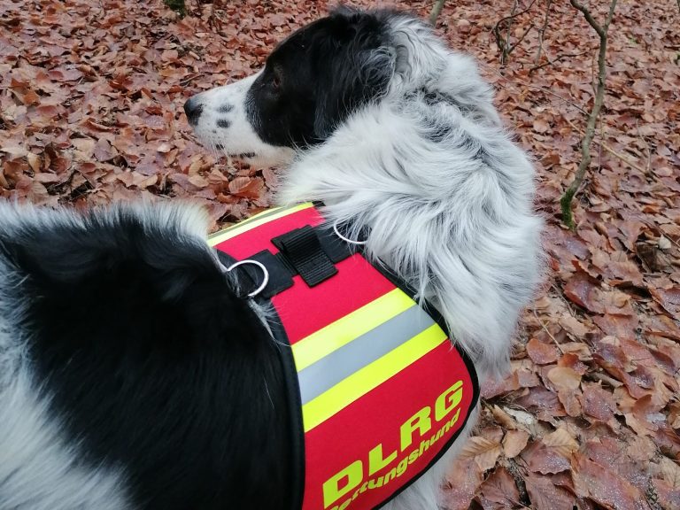 Gypsy in der Ausbildung zum Flächensuchhund bei der Rettungshundestaffel des DLRG.