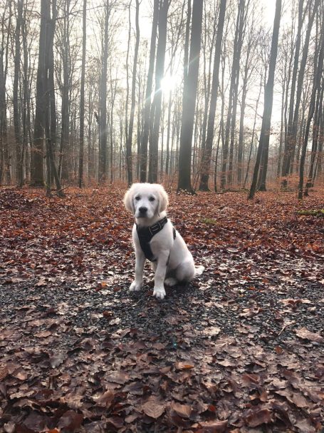 Welpe genießt seinen ersten Social Walk im Wald