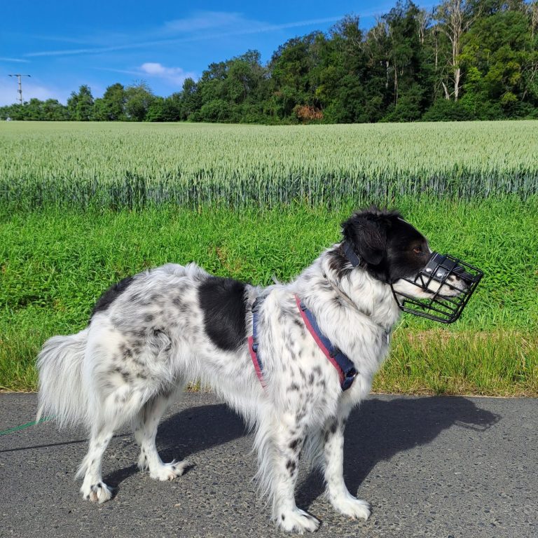 Herdenschutzhündin Gypsy mit Maulkorb