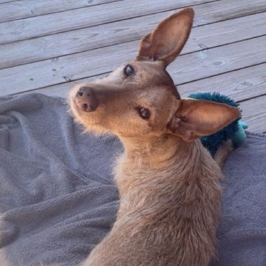 Charlie macht Urlaub am Meer Charlie macht Urlaub am Meer