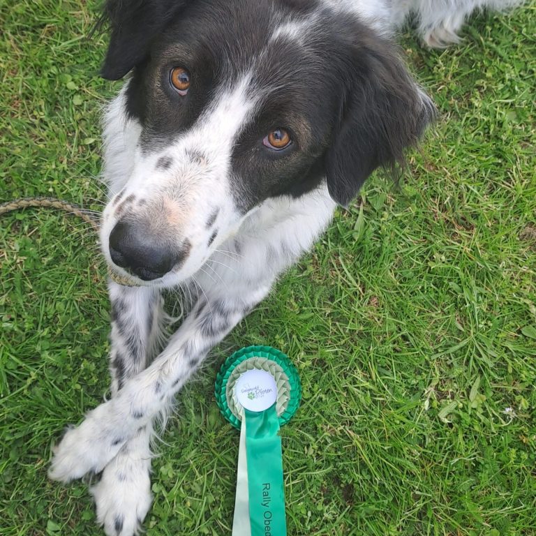 Herdenschutz-Mix-Hündin Gypsy bei ihrem ersten Rally-Obedience-Tunier