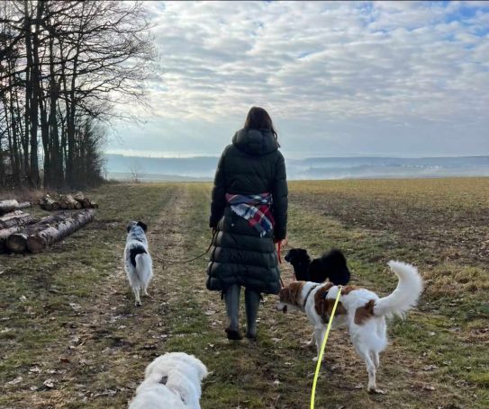 Vier Tierschutzhunde unterwegs zum Trainingsspaziergang