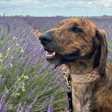 Cooper beim ausgiebigen Spaziergang