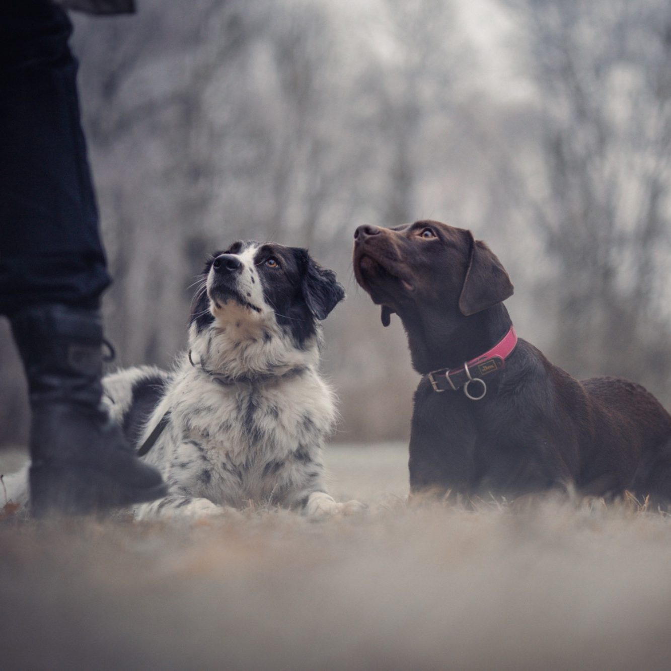 Hundedienstleistung Hundedienstleistung