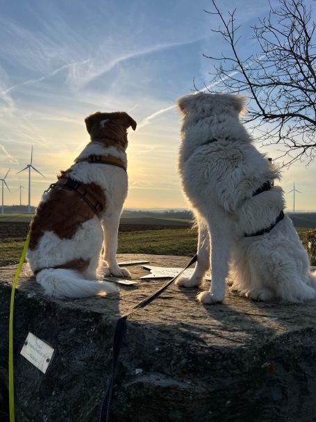 Zwei Hunde genießen den Sonnenuntergang