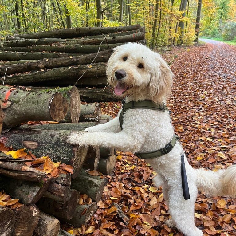 Charlie erlebt einen kreativen Waldspaziergang