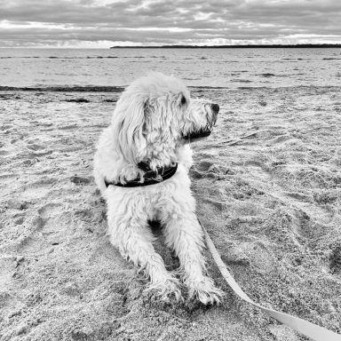 Charlie macht Urlaub am Meer